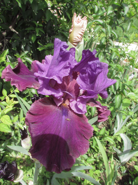  - A A Flori de gradina 1