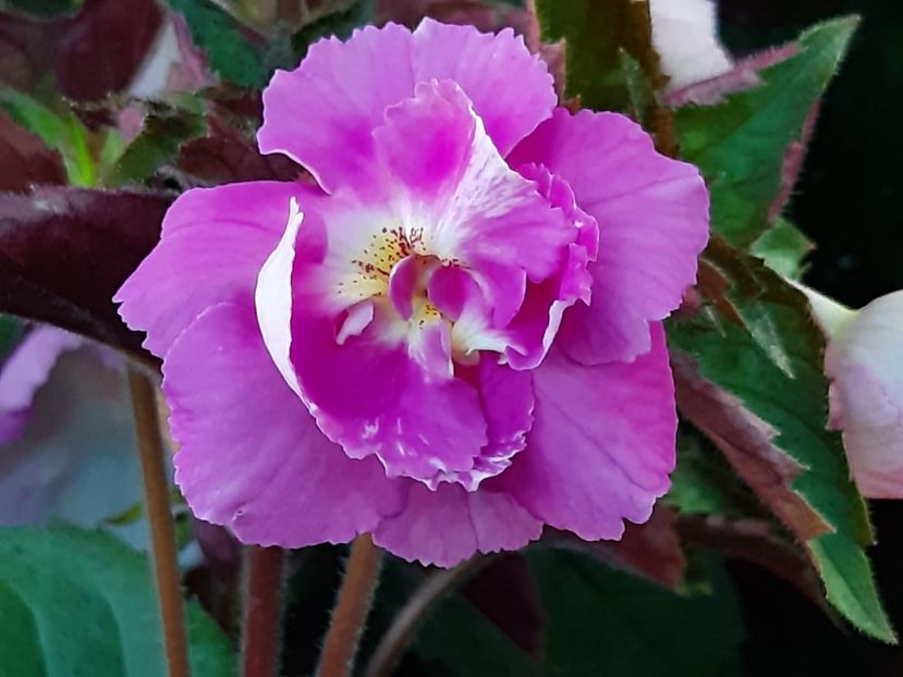 BriD’s Isabella - Achi din semințe BriDs 2019