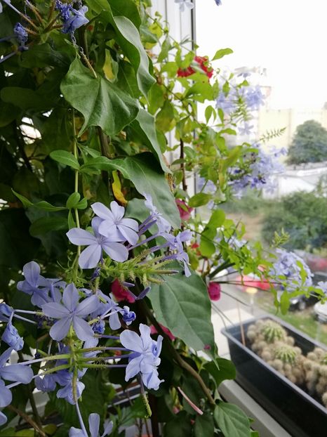  - Balcon