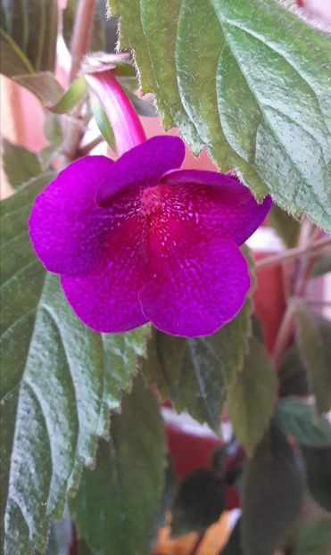 Jenifer Gode - 10 Achimenes 2019