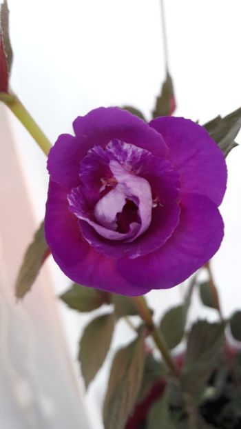 Purple Mistery - 10 Achimenes 2019