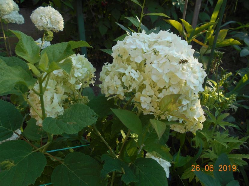  - 2Azalee-rhododendroni-hortensii-hoste 2019