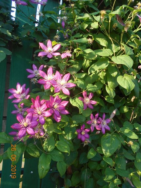  - 2Clematite 2019