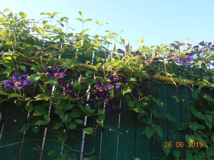  - 2Clematite 2019