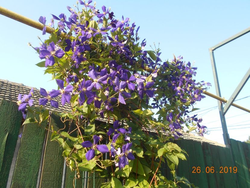 - 2Clematite 2019