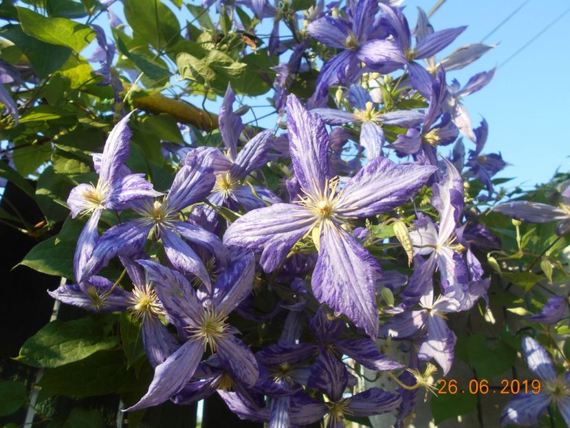  - 2Clematite 2019