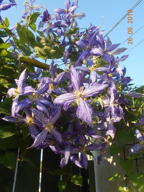  - 2Clematite 2019
