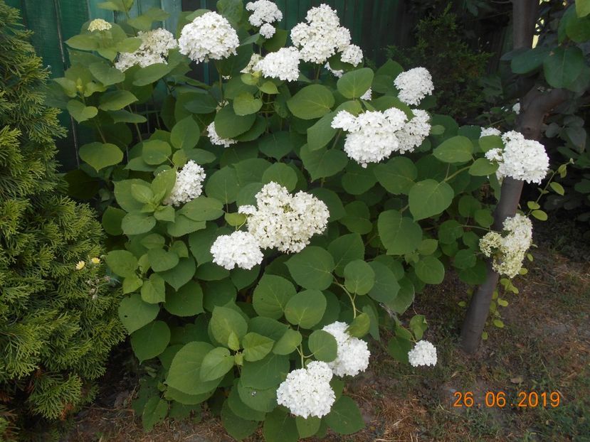  - 2Azalee-rhododendroni-hortensii-hoste 2019