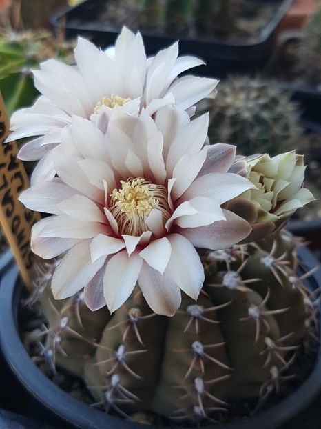 Gymno quehlianum - Gymnocalycium