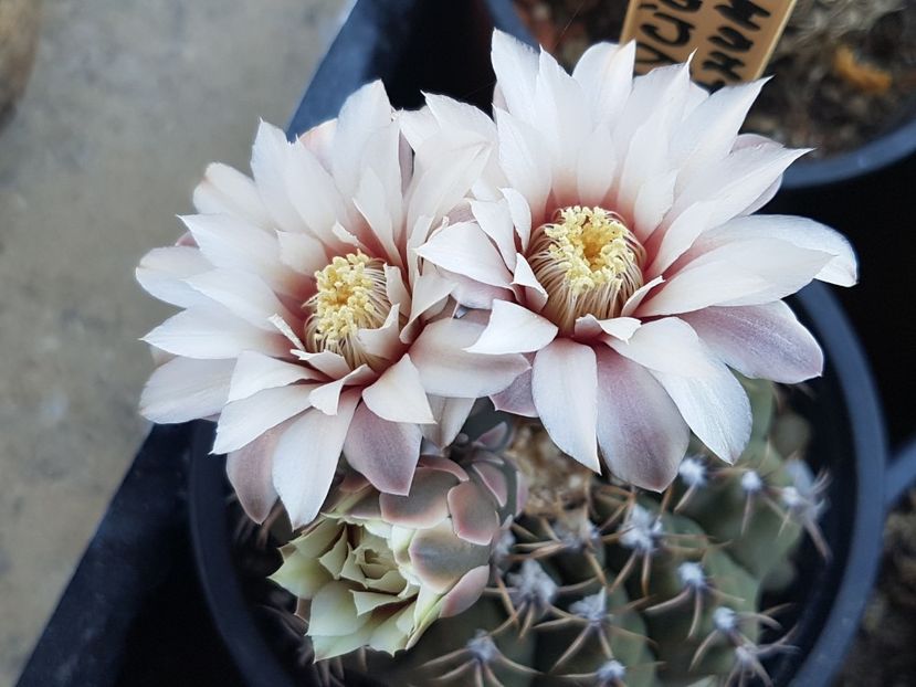 Gymno quehlianum - Gymnocalycium