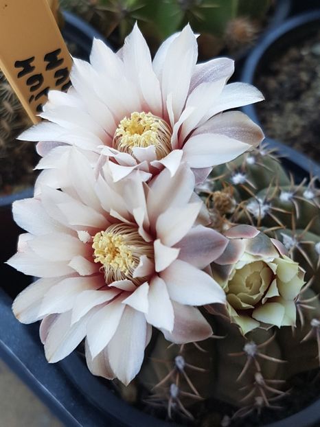 Gymno quehlianum - Gymnocalycium