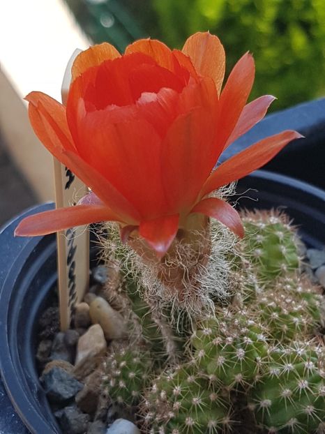 Echinopsis hybrid - Echinopsis