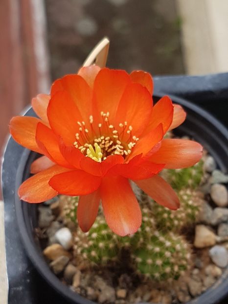 Echinopsis hybrid - Echinopsis