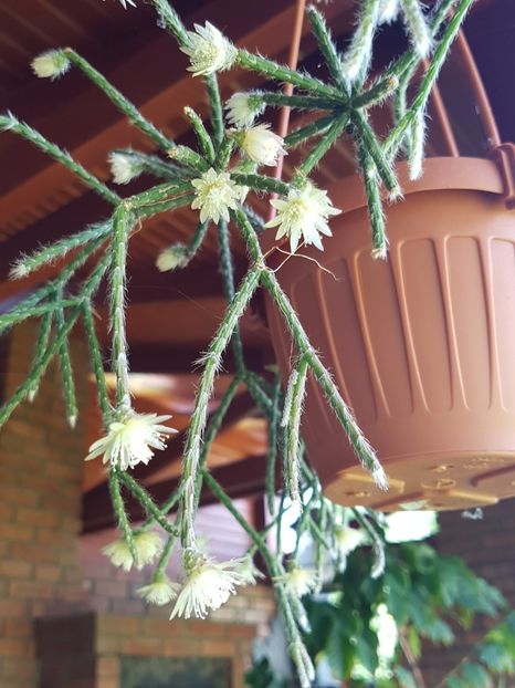  - Rhipsalis pilocarpa