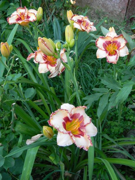  - Hemerocallis 2019