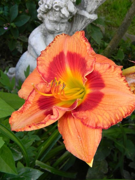  - Hemerocallis 2019