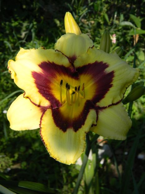 El desperado - Hemerocallis 2019