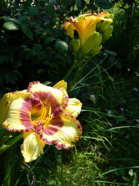  - Hemerocallis 2019
