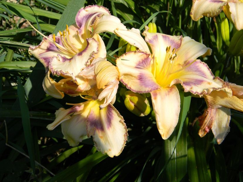  - Hemerocallis 2019
