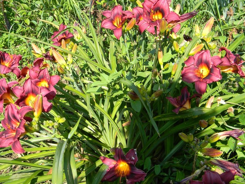  - Hemerocallis 2019
