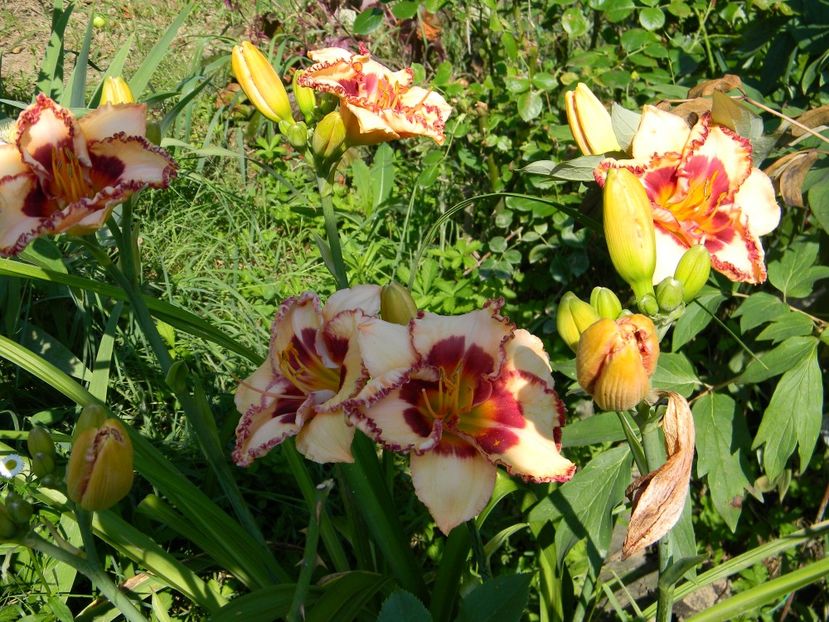 Tripple cheries - Hemerocallis 2019