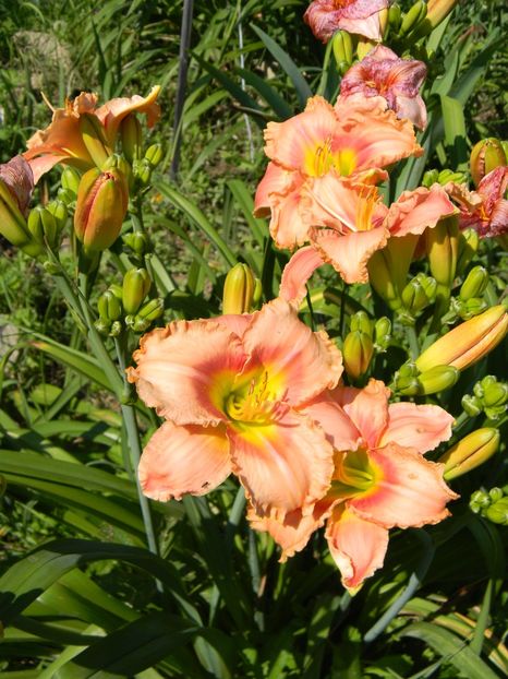  - Hemerocallis 2019