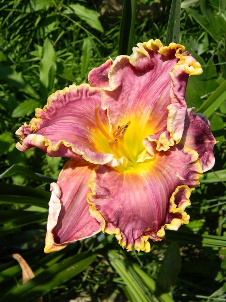 Green revolution - Hemerocallis 2019