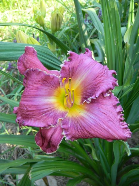  - Hemerocallis 2019