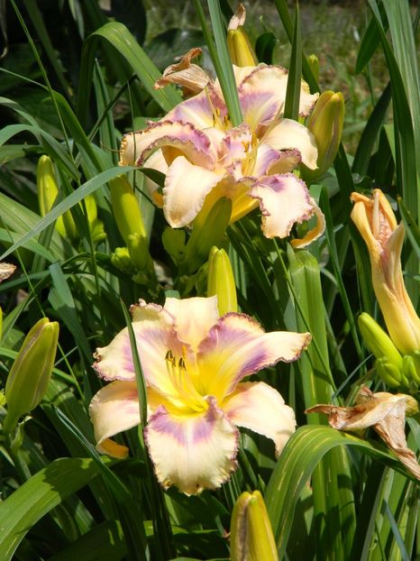 Destined to see - Hemerocallis 2019