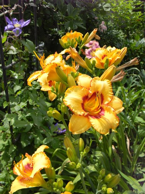 Two part harmony - Hemerocallis 2019