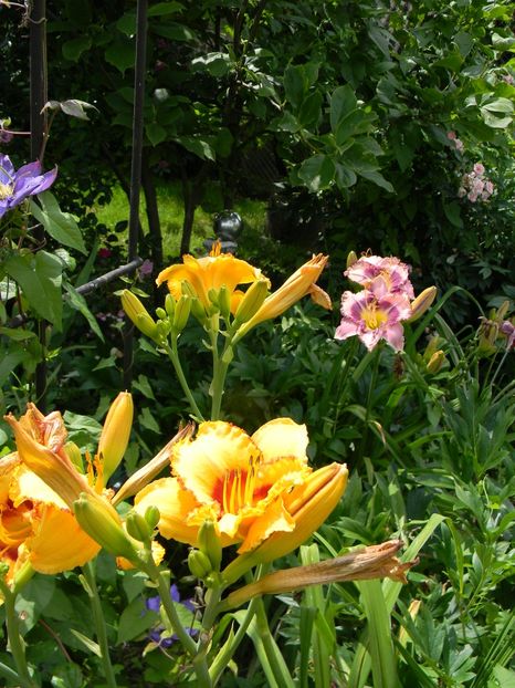  - Hemerocallis 2019