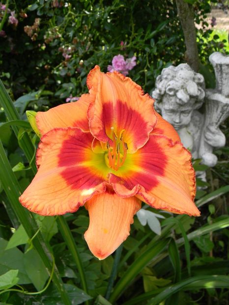 Fox hunter - Hemerocallis 2019