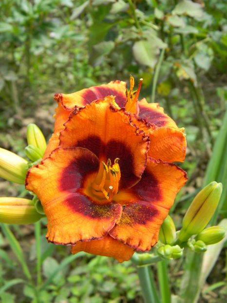  - Hemerocallis 2019