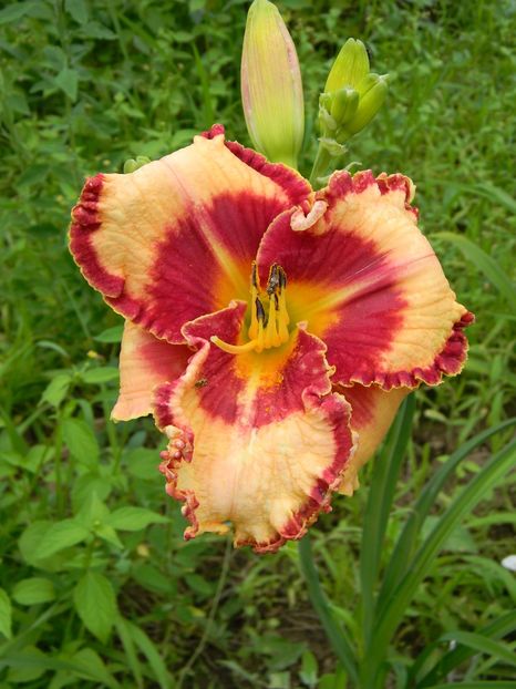 Lies and lipstick - Hemerocallis 2019