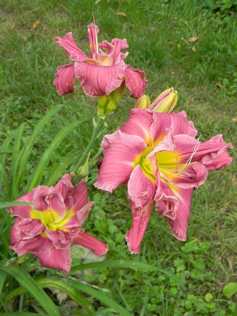  - Hemerocallis 2019