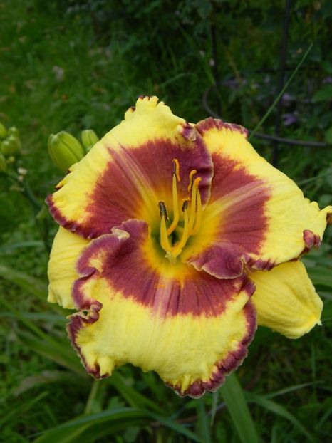 Steve Trimmer - Hemerocallis 2019