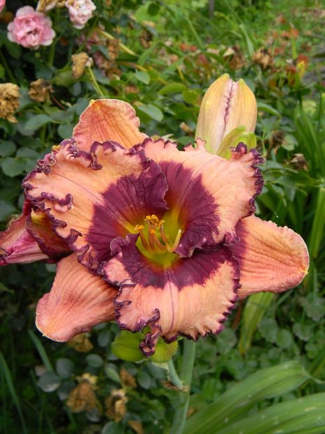 Zahadom - Hemerocallis 2019