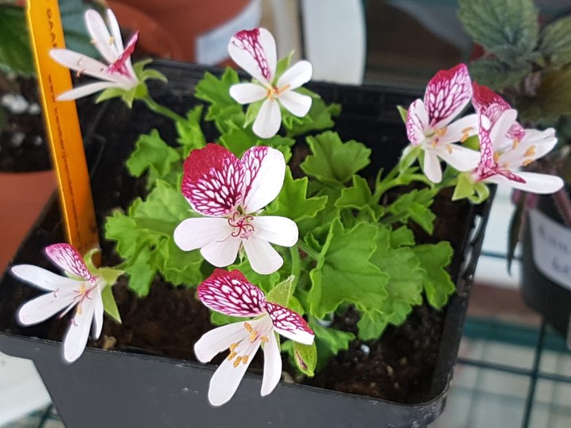 Eskay Saar - Muscate de colectie 2019