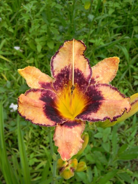  - soiurile mele - Hemerocallis