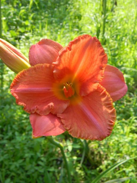  - soiurile mele - Hemerocallis