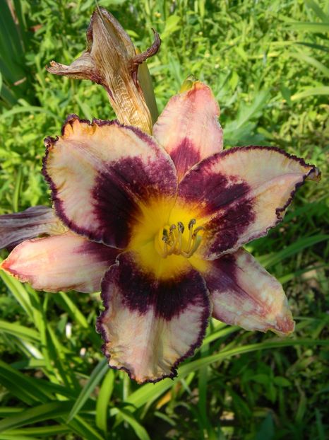  - soiurile mele - Hemerocallis