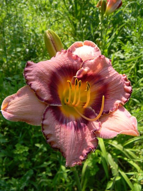  - soiurile mele - Hemerocallis