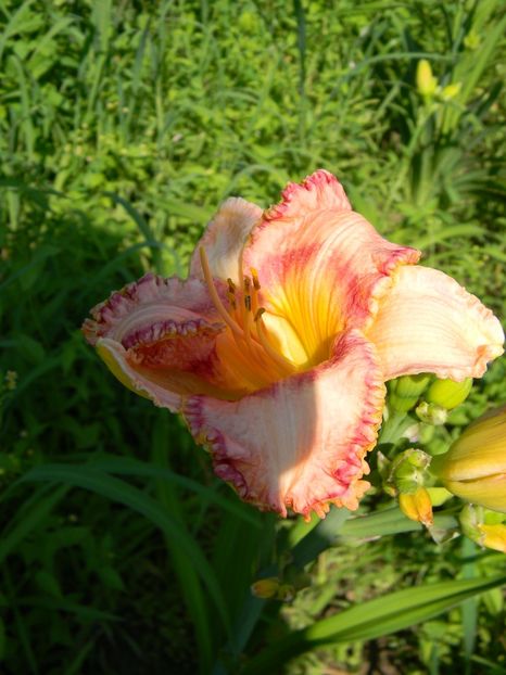  - soiurile mele - Hemerocallis