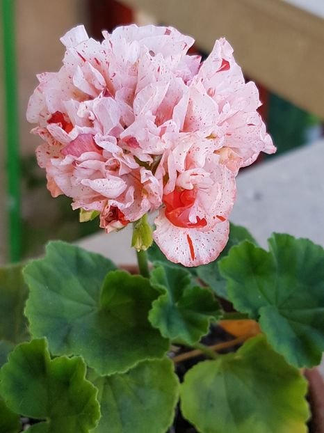Orange glitter - Muscate de colectie 2019