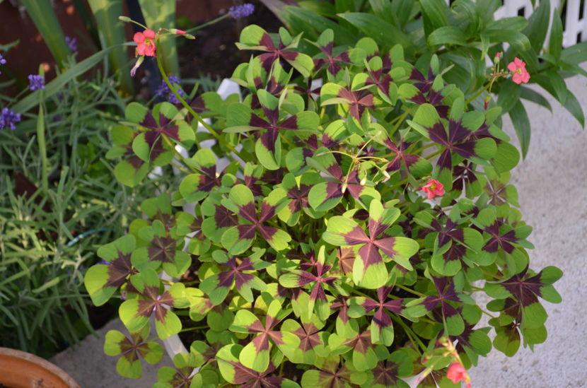  - dragostea  de natura