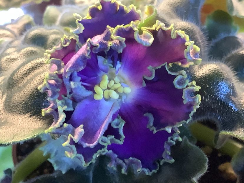  - Cajun s Royal Knockout