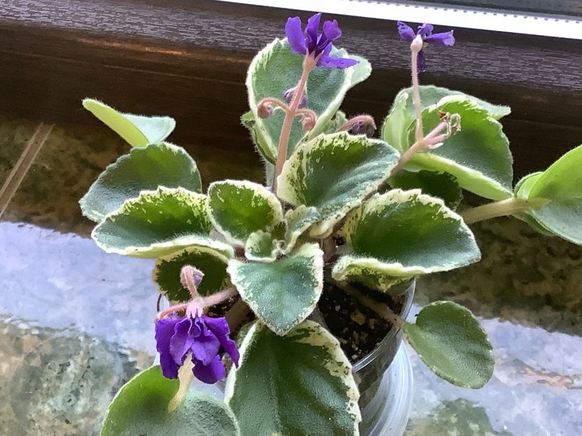 DS Brian - A Violete de colectie cand nu poti sa te opresti 2