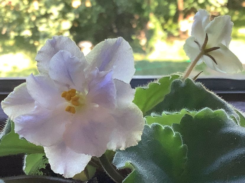 Miror Image - A Violete de colectie cand nu poti sa te opresti 2