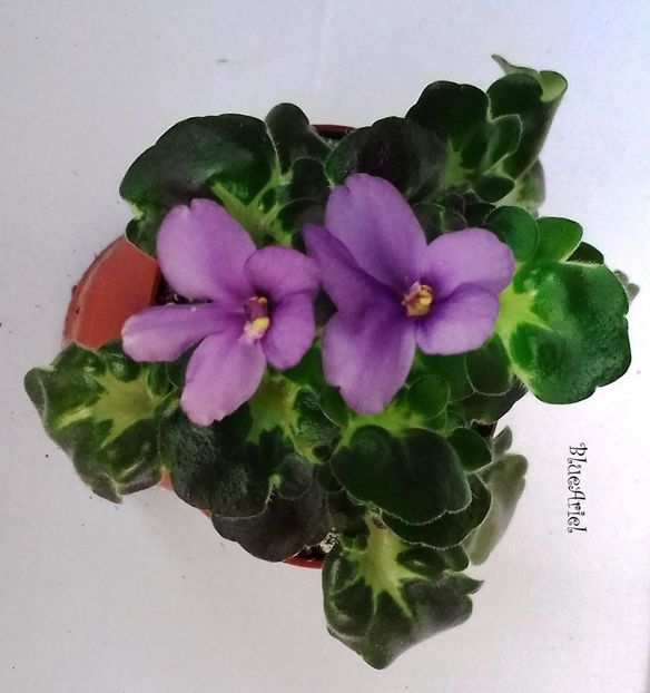 2019 - Rambling Lassie