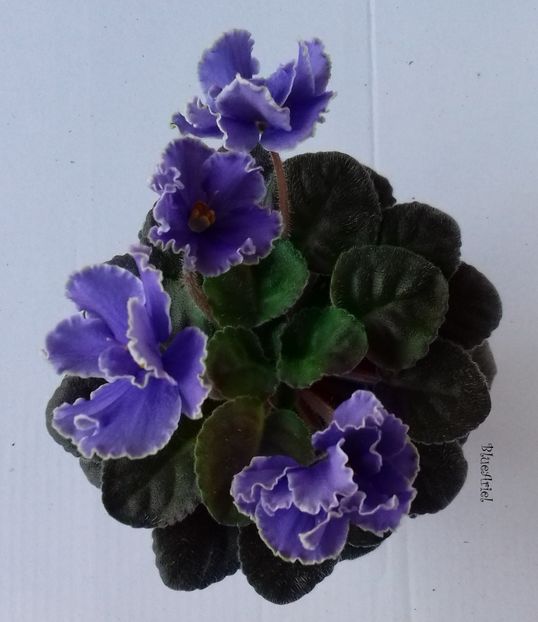 2019 - Ruffled Skies